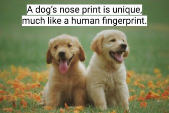 Interesting Facts About Dogs