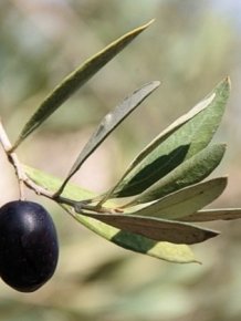 The Last Dinners Of Famous Criminals