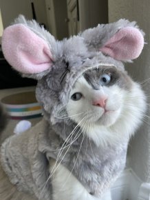 Jokes And Photos For Cats Lovers