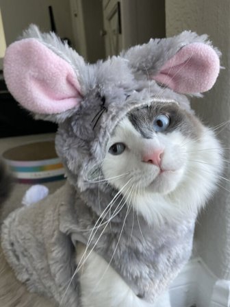 Jokes And Photos For Cats Lovers