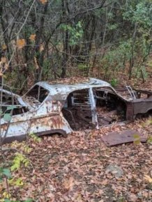 Unexpected Finds In The Forests