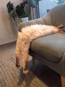 They Can Sleep Anywhere