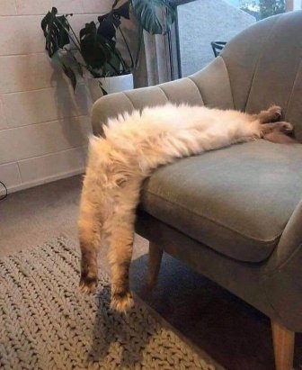 They Can Sleep Anywhere